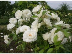 Роза флорибунда Роза флорибунда