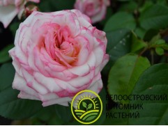 Роза флорибунда Роза флорибунда