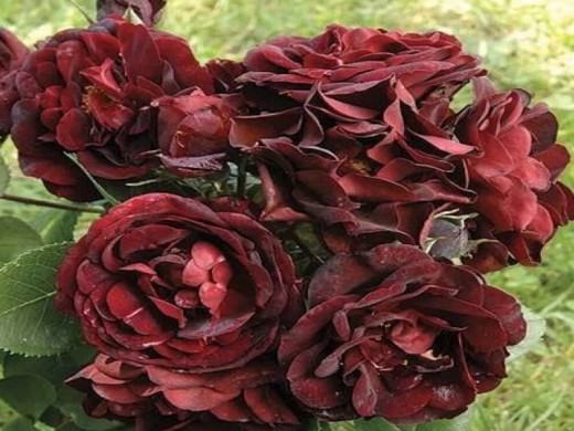 Роза флорибунда Роза флорибунда