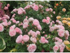 Роза флорибунда 