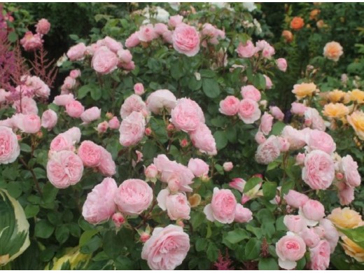 Роза флорибунда Роза флорибунда