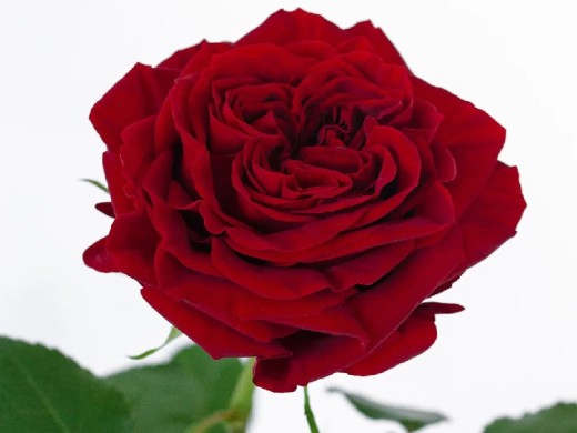 Роза чайно-гибридная Роза чайно-гибридная