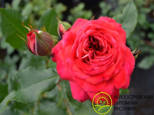 Роза флорибунда Роза флорибунда