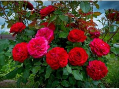 Роза флорибунда 