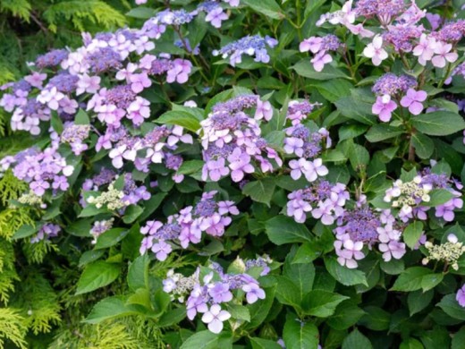 Гортензия пильчатая Гортензия пильчатая