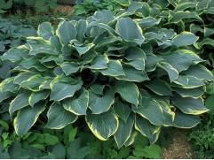 Хоста гибридная 