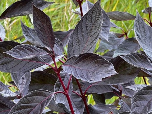 Дерен белый Дерен белый