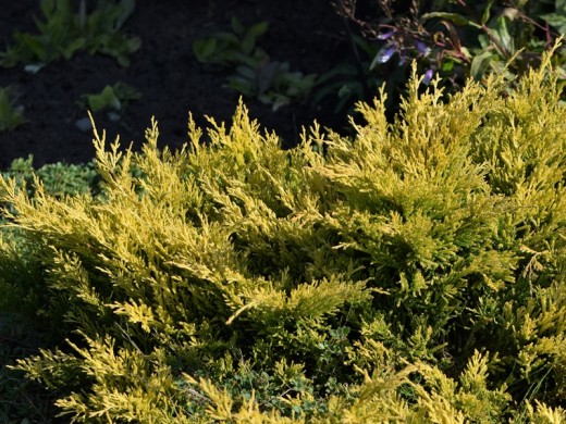 Можжевельник горизонтальный "Limeglow" (Контейнер 0,5л) Можжевельник горизонтальный "Limeglow" (Контейнер 0,5л)