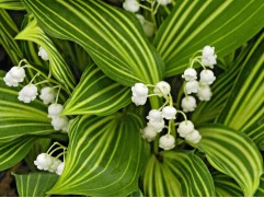 Ландыш майский 