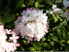 Гортензия метельчатая 