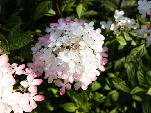 Гортензия метельчатая 