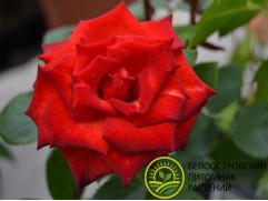 Роза спрей Роза спрей