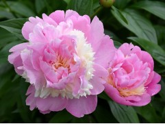 Пион молочноцветковый 