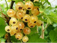 Смородина белая 