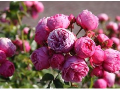 Роза флорибунда 