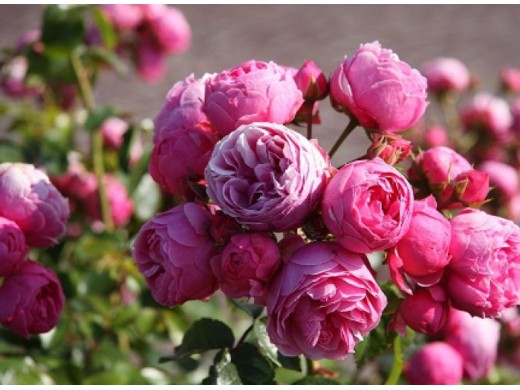 Роза флорибунда Роза флорибунда