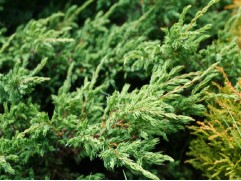 Можжевельник обыкновенный Можжевельник обыкновенный