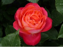 Роза флорибунда 