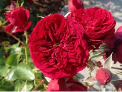 Роза флорибунда 