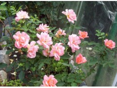 Роза флорибунда 