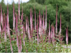 Вероникаструм виргинский 