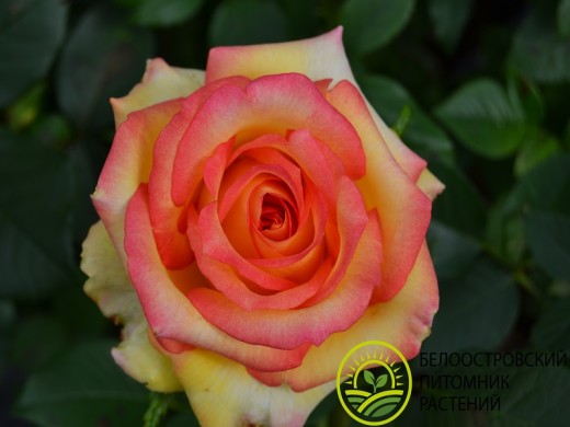 Роза чайно-гибридная Роза чайно-гибридная