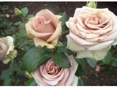 Роза чайно-гибридная 