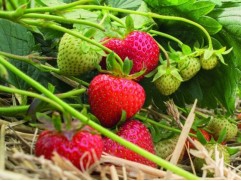 Земляника крупноплодная 