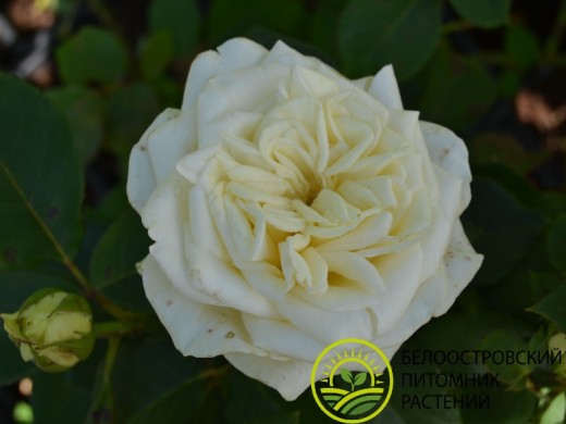 Роза чайно-гибридная Роза чайно-гибридная