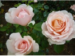 Роза чайно-гибридная 