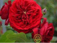 Роза флорибунда 