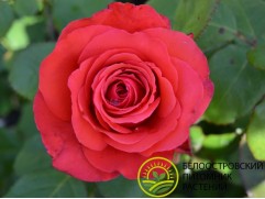 Роза чайно-гибридная 