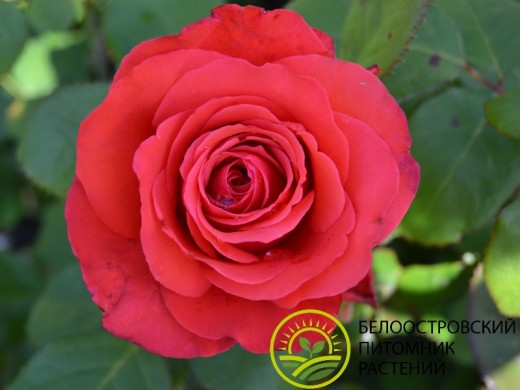 Роза чайно-гибридная Роза чайно-гибридная