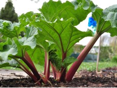 Ревень волнистый 