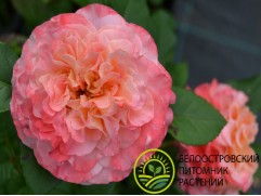 Роза чайно-гибридная 