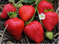 Земляника крупноплодная ремонтантная 