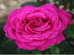 Роза чайно-гибридная 