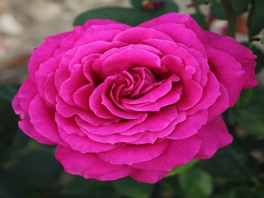 Роза чайно-гибридная Роза чайно-гибридная