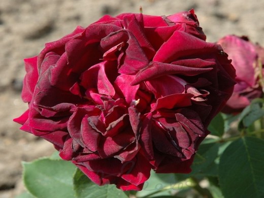 Роза чайно-гибридная Роза чайно-гибридная