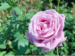 Роза чайно-гибридная 