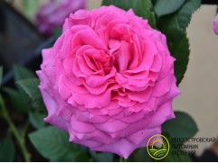 Роза чайно-гибридная 