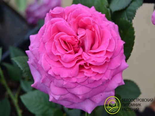 Роза чайно-гибридная Роза чайно-гибридная