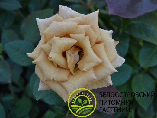 Роза чайно-гибридная Роза чайно-гибридная