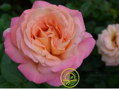 Роза чайно-гибридная 