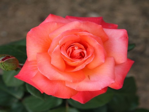 Роза чайно-гибридная Роза чайно-гибридная