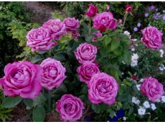 Роза чайно-гибридная 