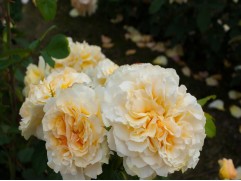 Роза чайно-гибридная 