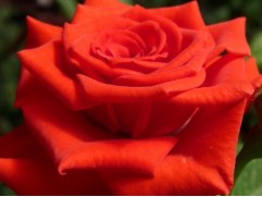 Роза чайно-гибридная 