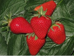 Земляника крупноплодная Земляника крупноплодная