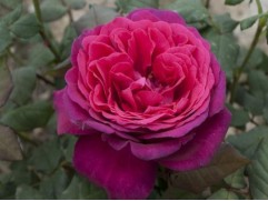 Роза чайно-гибридная 